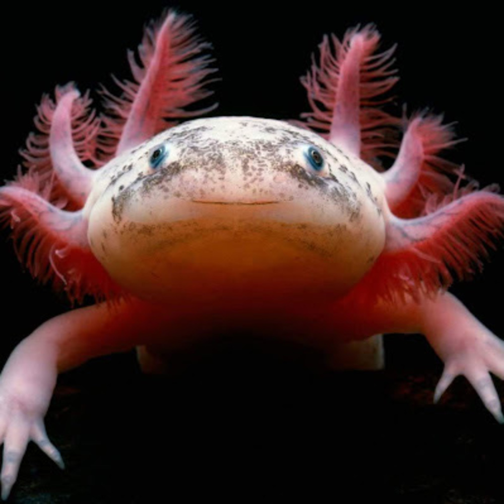 Meet your Posher, Greatestaxolotl